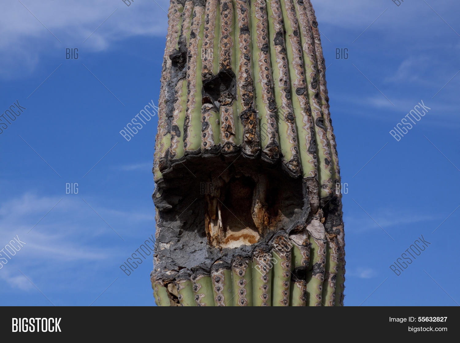Saguaro Boot Image Photo Free Trial Bigstock