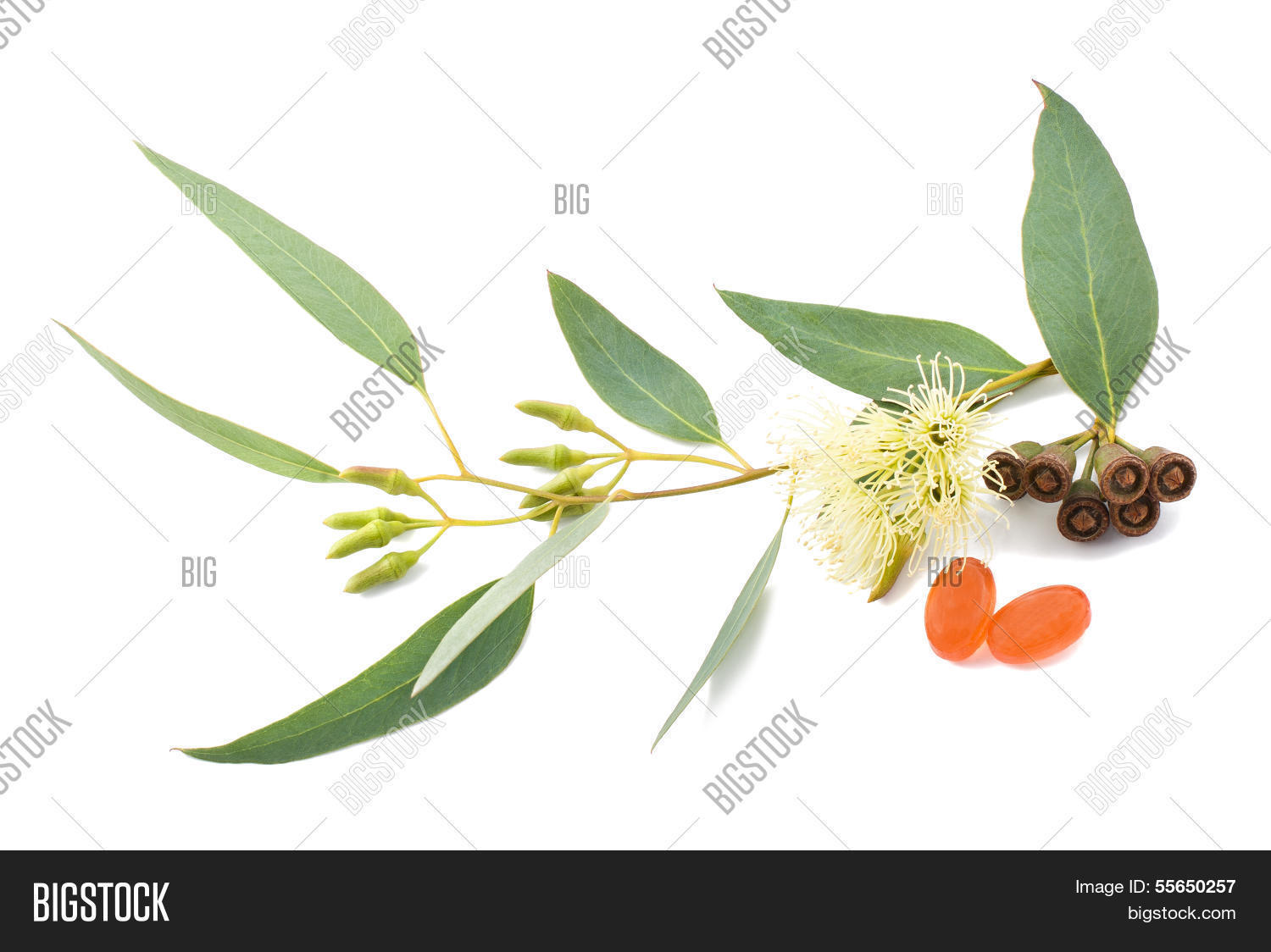 Image Preview