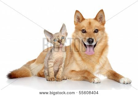 Devon Rex Kitten And  Finnish Spitz On White Background