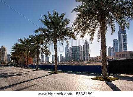 palm Trees Dubai