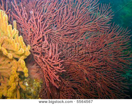 Gorgonian Sea Fan og bløde koraller i Catalina