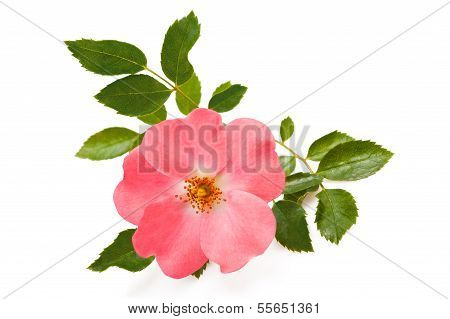 Rosa Canina