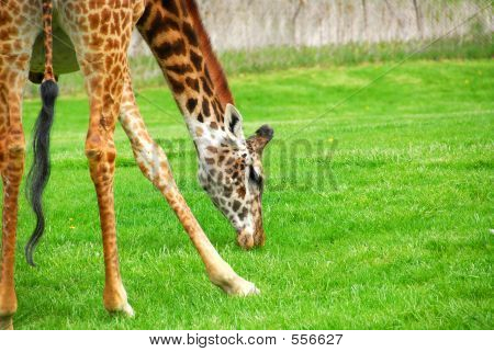 Giraffa