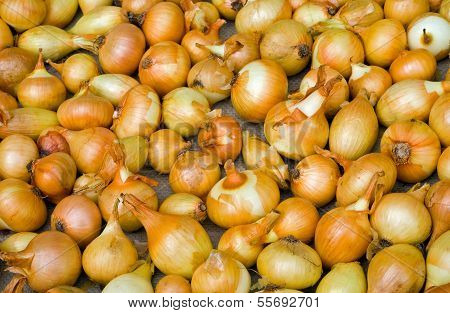 Drying Onion