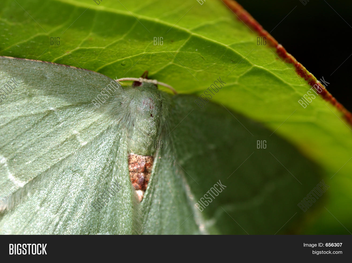 Image Preview