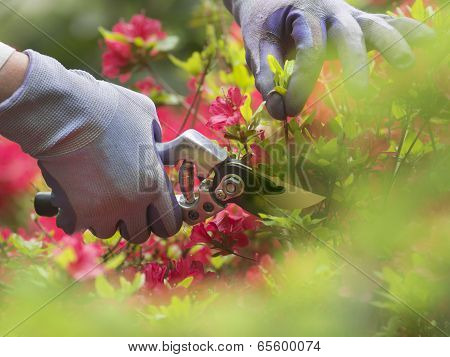 Pruning flowers