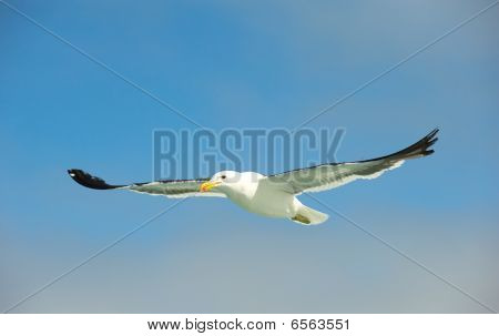 แหลม (kelp) Gull ในเที่ยวบิน