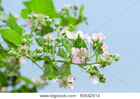 Summer Raspberry Blossoming Bush With Purple Flowers