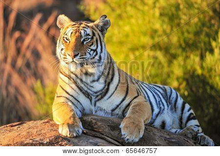 Bengal Tiger