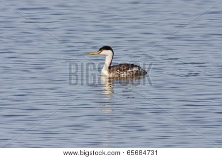 Western Grebe On The Water