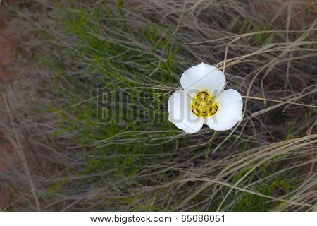 Sego Lily Calochortus Nuttallii