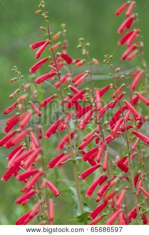 Utah Penstemon - Utahensin