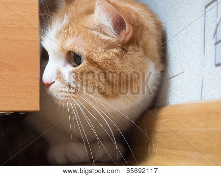 Sad cat