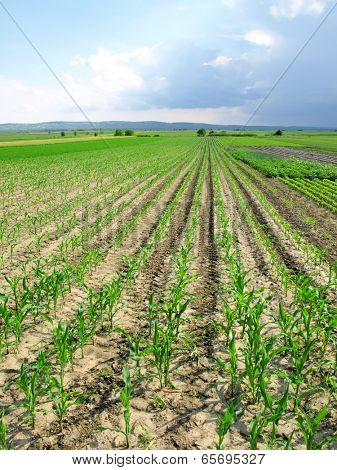 Corn Field