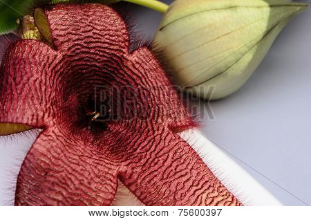 Blooming Stapelia