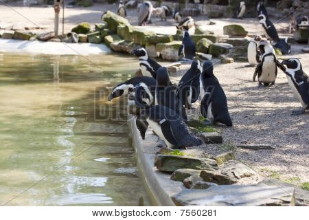 Penquins