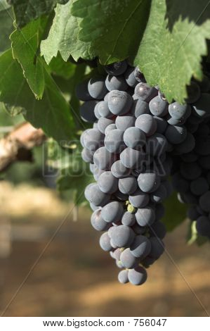 uvas
