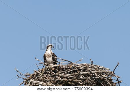 Proud Osprey In The Nest