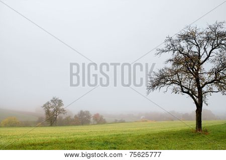 Misty Autumn Scenery
