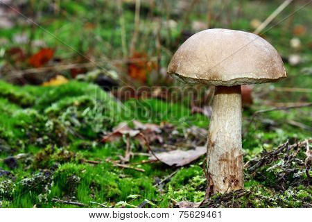 Leccinum Scabrum Mushroom
