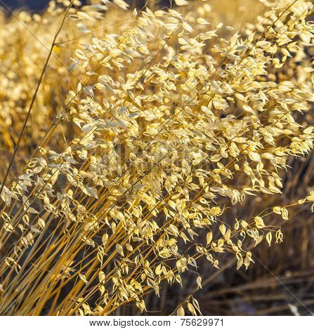 Pattern Of Wild Grass In Wind