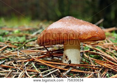 Mushroom Suillus Luteus