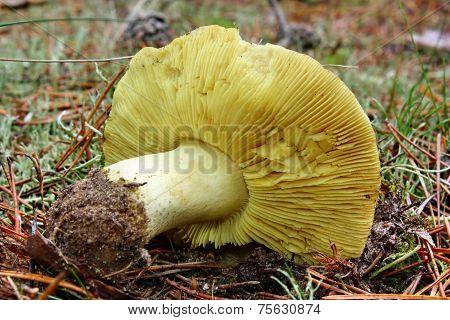 Mushroom Tricholoma Equestre