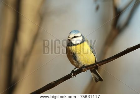 Blue tit bird tree Nature pet branch twig Nature background sunrise Nature pet Nature background birdie pet Nature background birds Nature pet bluetit Nature pet titmouse Nature background autumn forest Nature background pet passerine Nature background.