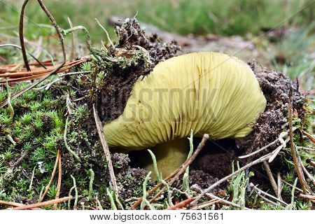 Hidden Mushroom
