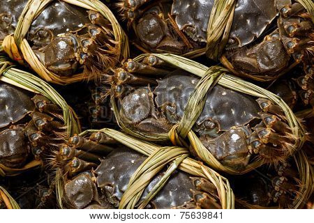Fresh chinese crabs