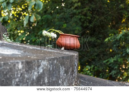 Lotus For Buddhist Religious Ceremony