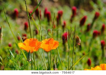 California Poppy e trifoglio