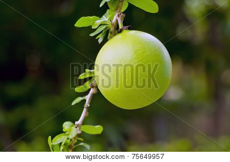 Calabash Fruit