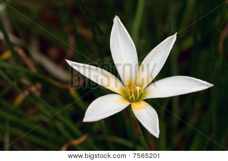 Regn Lily