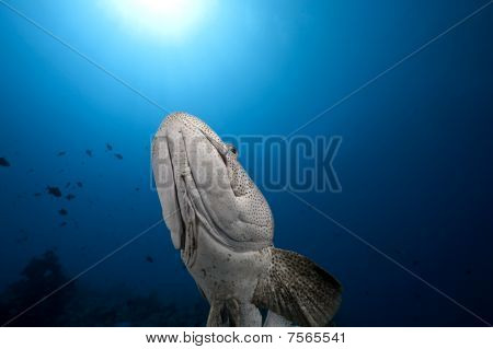 Malabar Grouper och havet