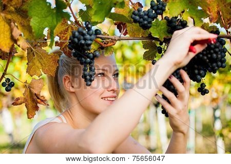 Beautiful Young Blonde Woamn Harvesting Grapes In Vineyard
