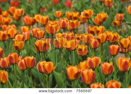 Brillante tulipani sbocciano cresce nel giardino di primavera
