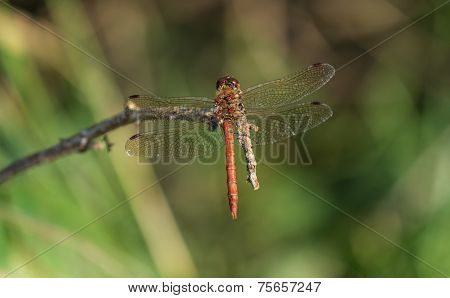 common darter dragonfly