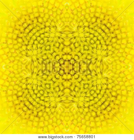 Warm Sunflower