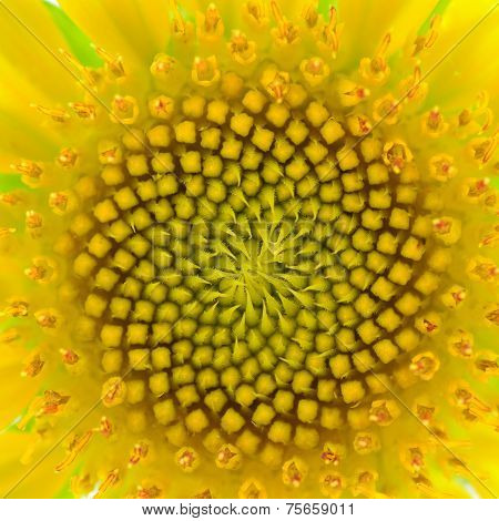 Warm Sunflower