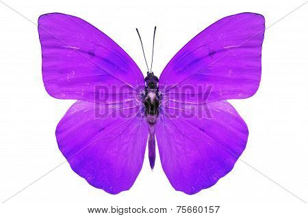 Purple Butterfly
