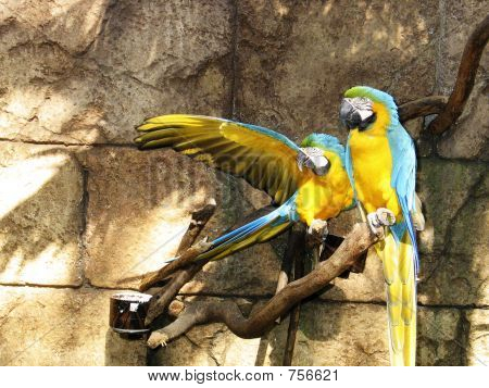 Macows wilde vogels leven