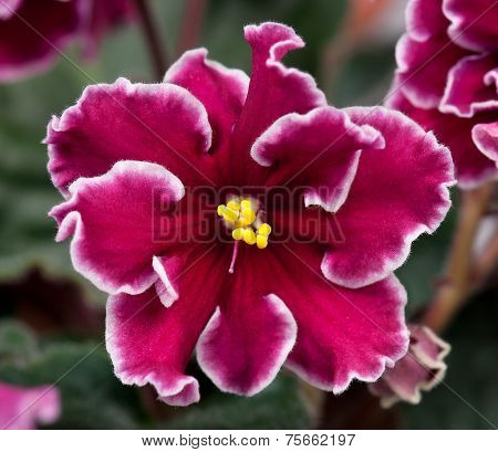Violet Flower