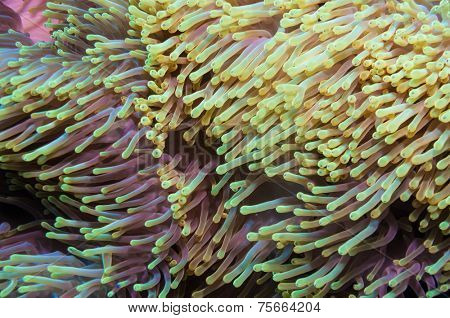 Clownfish shelters in its host anemone on a tropical coral reef