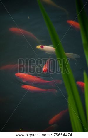 Koi in pond