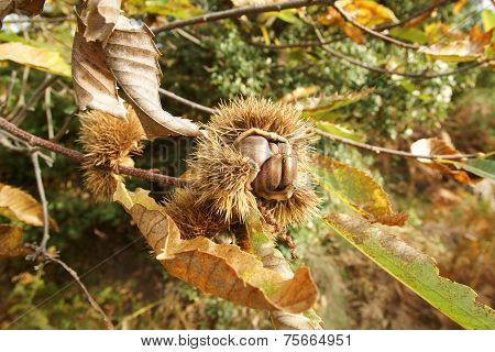 chestnut on the branch
