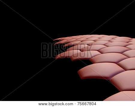 cells