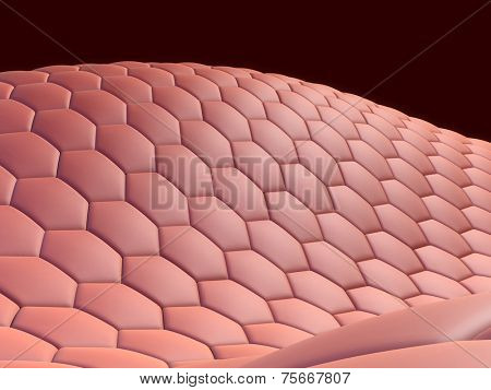 cells