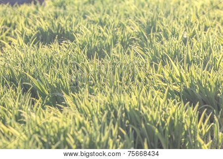 Background Of Natural Fresh Green Grass