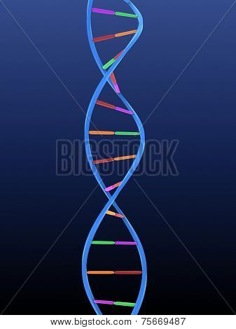 model of DNA